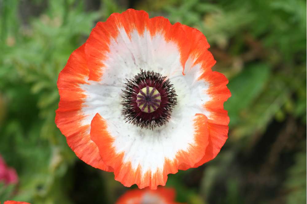Jättevallmo 'Picotee'